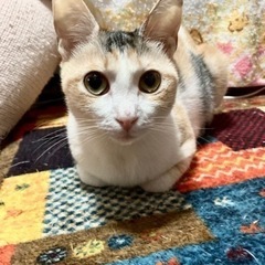 🍒世話好きなおっとりミケちゃん🍒