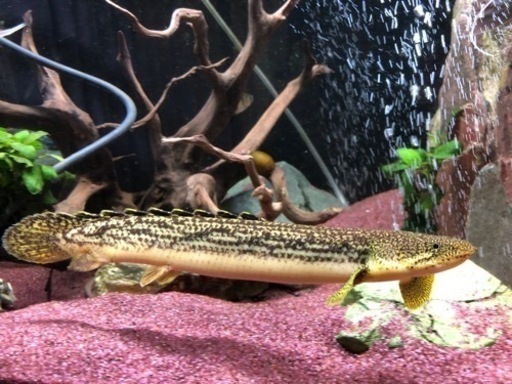 ポリプテルス2種(珍しい)セット