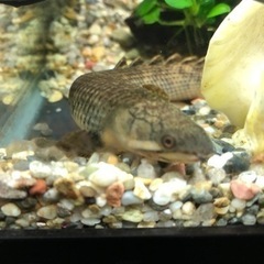 超激レア ポリプテルス モケレンベンベ 値下げ