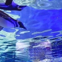 すみだ水族館で一緒に写真撮って楽しめる人募集してます。