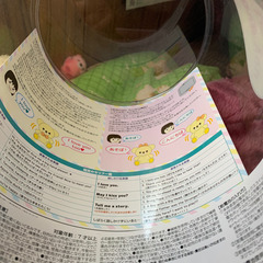 シュエッティーベアの画像