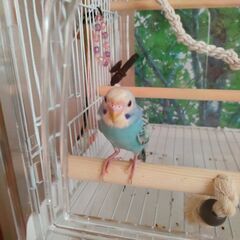 セキセイインコの飼い主募集 受付停止中