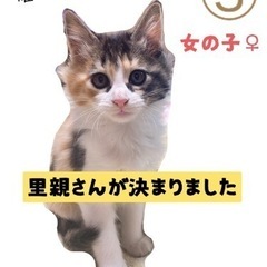 子猫の里親募集③《7匹兄弟》
