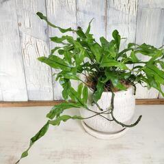 カンガルーファン　観葉植物