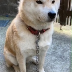柴犬花ちゃん、譲渡決定、幸せになります。