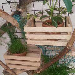 ①流木 観葉植物ポット/小物入れの画像