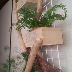 ②壁掛け観葉植物ポット/小物入れの画像