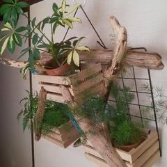 ③壁掛け観葉植物ポット/小物入れ 流木アレンジの画像