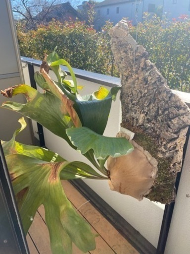 コウモリラン　ビカクシダ