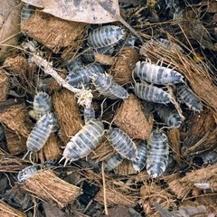 ダルメシアンクマワラジムシ100匹