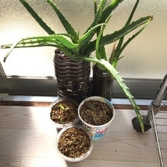 【アロエ】ベラとサポナリア　各100円