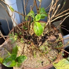 紫陽花 白 八重咲き(品種は分かりません)