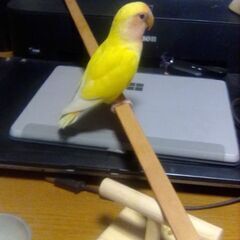 コザクラインコの里親募集