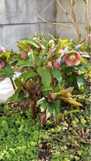 大株のクリスマスローズ