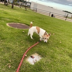 行方不明の愛犬探してます