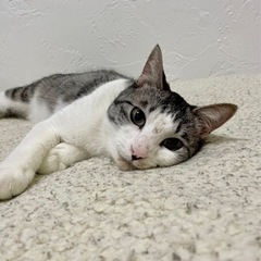 白キジの男の子