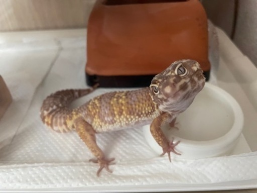 お話中🙏】レオパ（ヒョウモントカゲモドキ）生後約2年 (せがれ