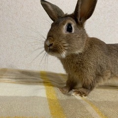 ミニウサギ 3ヶ月
