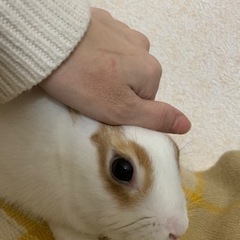 ミニウサギ 3ヶ月