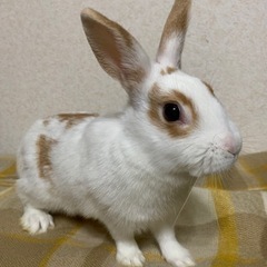 ミニウサギ 3ヶ月
