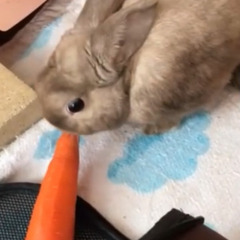 ウサギ　ネザーランドワーフ