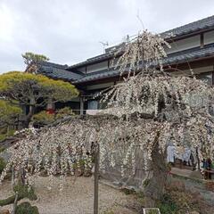 梅の木