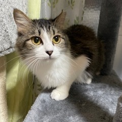 多頭飼育崩壊現場レスキュー猫✴︎譲渡費用なし✴︎完全室内飼いが必須条件