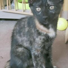 活発なサビ猫の女の子猫！