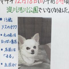 迷子犬を探しています。