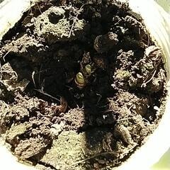 今年の春に　黄色の水仙　が咲いた　球根　★取りに来て頂ける方