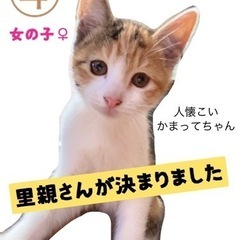 子猫の里親募集④《7匹兄弟》