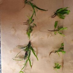 ミクロソリウム　ウィンディロフ　ミニ子株