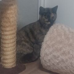 お見合い決定の為、一旦募集を停止します🐱避妊手術済み🐱生後約8ヶ月のさびの女の子 - 猫