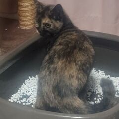 お見合い決定の為、一旦募集を停止します🐱避妊手術済み🐱生後約8ヶ月のさびの女の子 − 神奈川県