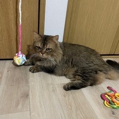 里親募集