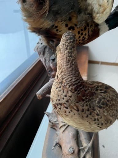 キジの剥製です