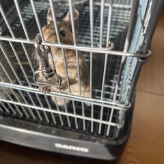 デグー　アグーチパイド