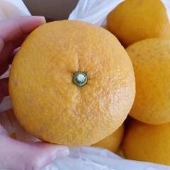 サイズ、味グレープフルーツに似ている？🍊　すっぱい　夏みかん　ジ...