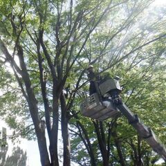 公共の緑を主に扱う造園スタッフ