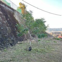 植木 シマトネリコ 2.5メール程