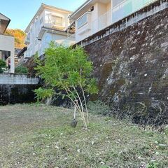 植木 シマトネリコ 2.5メール程の画像