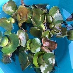 ホテイアオイ　3株　