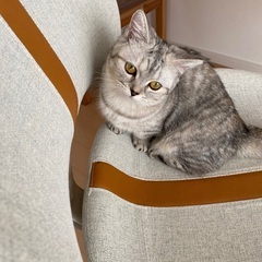 マンチカン　♀