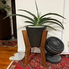 サンスベリアペロッティーの画像