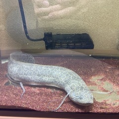 "再募" ３匹まとめての方お値引きします　熱帯魚の画像