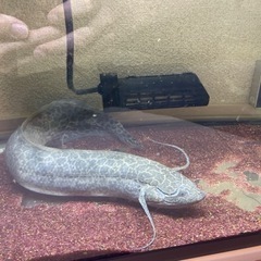 "再募" ３匹まとめての方お値引きします　熱帯魚の画像