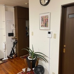 サンスベリアペロッティーの画像