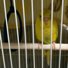 インコのおやつ　おもちゃ等