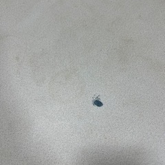 ニトリのこたつの画像