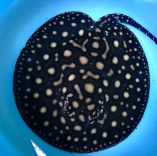 発送可能！ダイヤモンドポルカ　オス　決まりました。